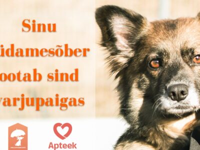 Varjupaikade MTÜ