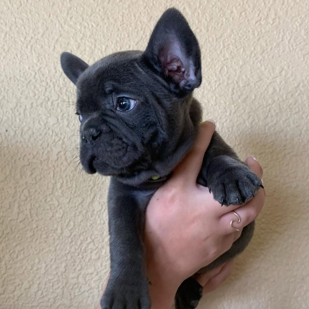 French Bulldog puppies are ready for their forever homes